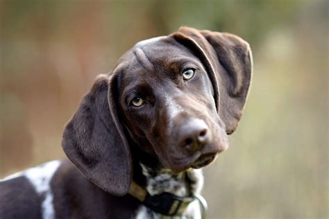 13 Hunting Dog Breeds Fit To Be Your Next Adventure Companion