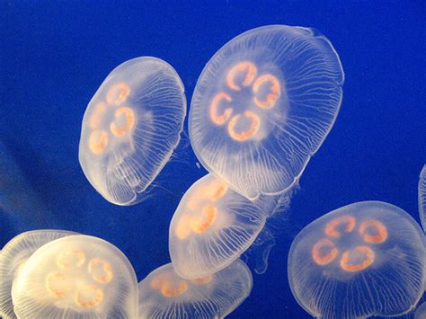 Beautiful African Animals Safaris Jellyfish Migration With Vinegar In