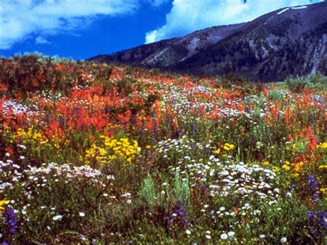 Rocky Mountain Spring Flowers Rocky Mountain Wildflower Mix T Bag
