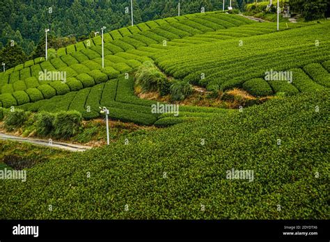 Tea Plantation In Kakegawa Japan Stock Photo Alamy