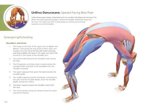 Check spelling or type a new query. 13+ Urdhva Mukha Dhanurasana | Yoga Poses