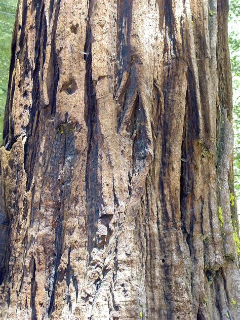 Sequoia Bark Stock Image Image Of Texture Background 7973487