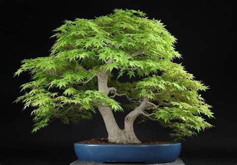 bonsai double trunk bonsai maple bonsai large bonsai tree