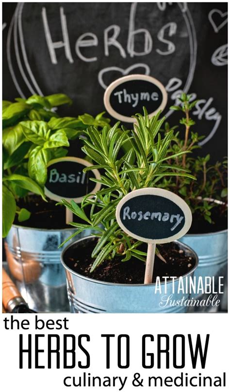 Easy Herbs To Grow In Your Garden For Culinary And Medicinal Use Easy