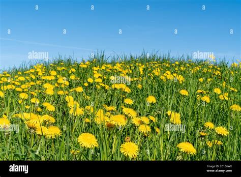 Field Of Yellow Dandelions Stock Photo Alamy