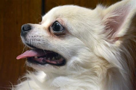 Funny Portrait Of A White Dog Chihuahua Breed In Profile Stock Photo