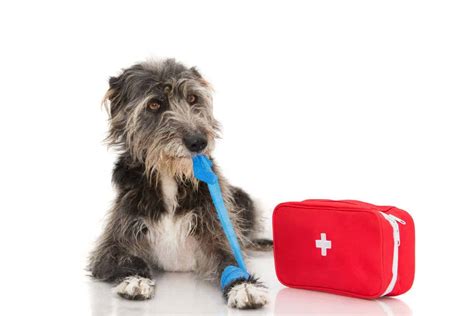 Pet First Aid Keep Emergency Supplies On Hand To Keep Dogs Healthy