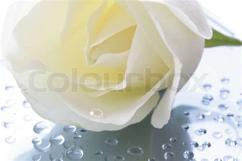 White Rose And Water Drops Stock Image Colourbox