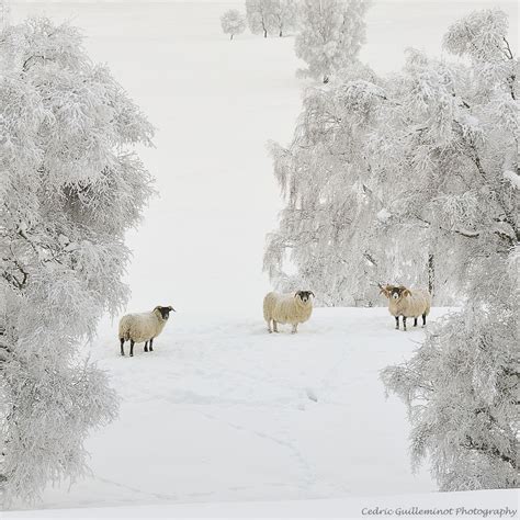Sheep Paparazzi Shot Cairngorms Scotland Winter Scenery Winter