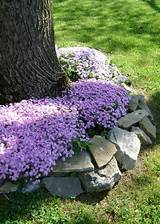 Photos of Rock Landscaping Under Trees