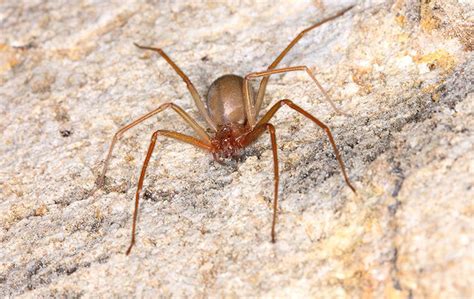 Brown Recluse Spiders Tyler Pest Control