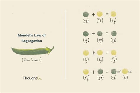 What Is Mendels Law Of Segregation