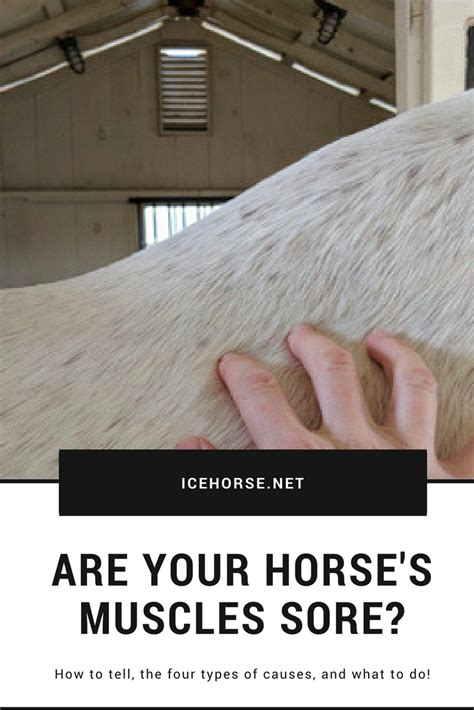 Muscle Soreness In Horses And What You Can Do