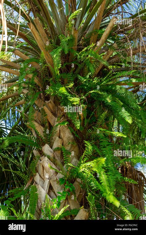 Ferns Growing From Bootjacks Of Cabbage Palm Sabal Palmetto Delray