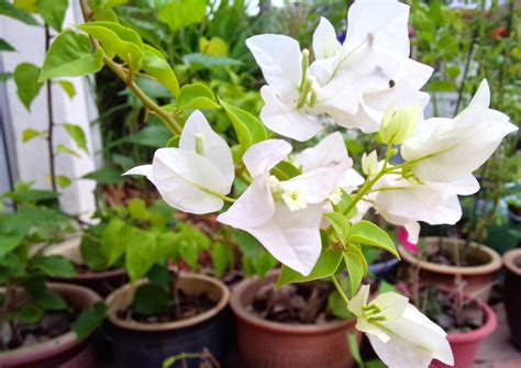 Ini dari romi jahat : kebun sejemput...: Kontras Bunga Kertas