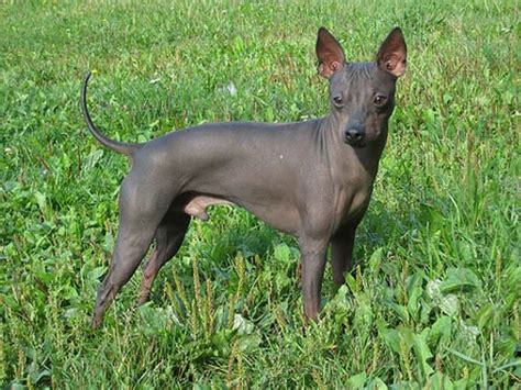 American Hairless Terrier dog