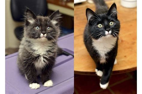 22 Kittens Who Got All Grown Up Cuteness