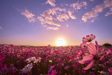 Flowers On The Sunset Wallpapers Wallpaper Cave