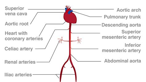 Posted on january 20, 2015 by admin. Functions of the Celiac Artery Explained With a Labeled Diagram