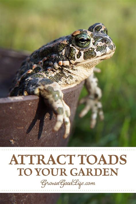 Inviting Frogs And Toads To Your Garden Garden Frogs Organic