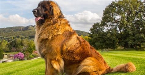 The Top 15 Biggest Dogs In The World A Z Animals