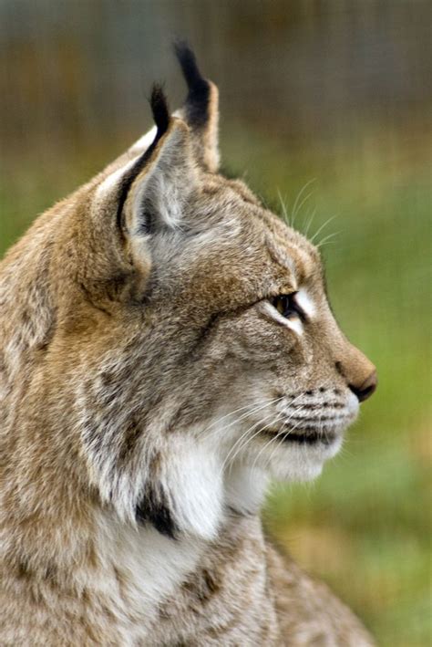 Lynx Eurasian Lynx Siberian Forest Bobcat Natural Phenomena Western