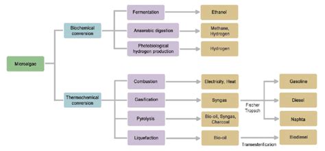 Microalgae Biomass Conversion Processes Download Scientific Diagram