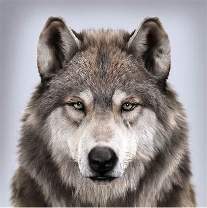 Portrait Wolfs Wolf 3d Cgsociety