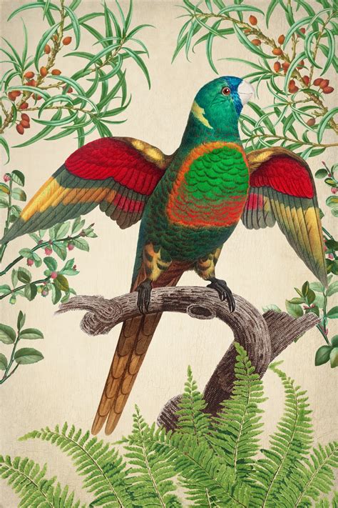 Parrot Vintage Art Poster Free Stock Photo Public Domain Pictures