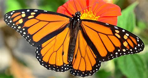 With their technology, different benefits and challenges, we have enhanced our working environment. Guy Befriends Butterfly Who Never Leaves His Side | TheThings