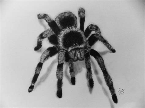 Cartoon pencil drawing cool cartoon drawings easy pencil drawings cool easy drawings easy drawings sketches pencil sketch drawing cute animal drawings disney drawings drawing animals. How To Draw A Spider Step By Step-3D Illusion