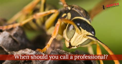 Tips to prevent pest damage. When Do You Need to Call a Pest Control Professional? - Aantex
