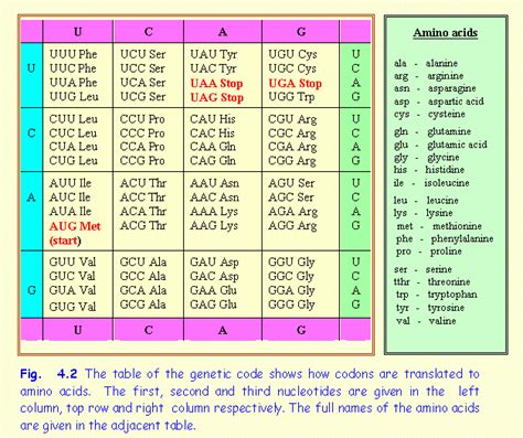 Amino Acid Mrna Codon Chart The Chart 5b5