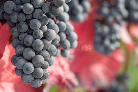 Wine Grapes On The Vine In Autumn Stock Image Image Of Food Leaves