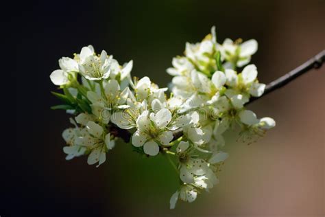 Spring Blossoms Stock Image Image Of Natural Cherry 54649157