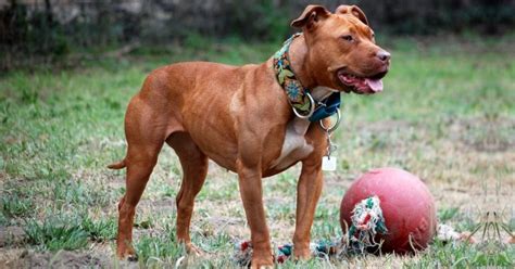 American Pit Bull Terrier Facts And Dog Breed Information Puplore