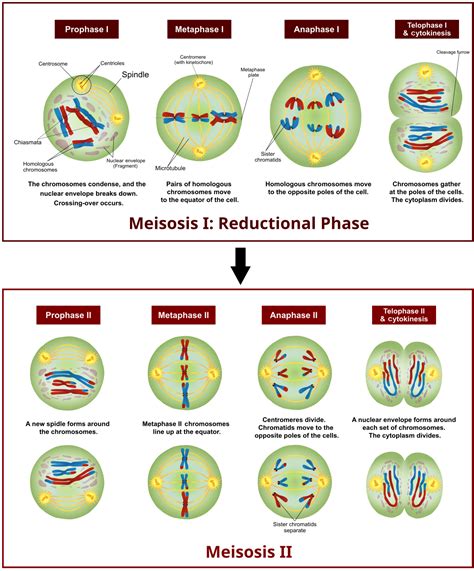 8 Stages Of Meiosis Diagram