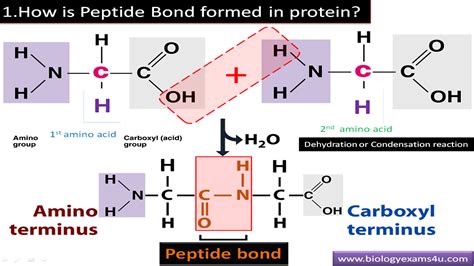 What Are The Major Chemical Bonds Or Interactions In Proteins