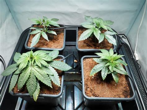 In italia si può coltivare cannabis in casa nel 2020? Cannabis Indoor: Perchè coltivare la cannabis in casa
