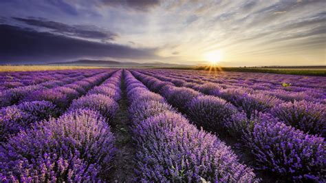 Nature Purple Lavender Hd Wallpapers Desktop And Mobile Images And Photos