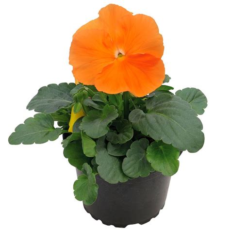 Inspire Deluxxe Orange Pansy Seeds Park Seed