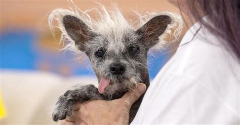 2023 Worlds Ugliest Dog Winner Scooter Appears On Today