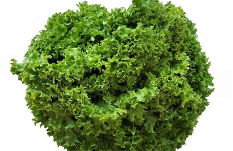 Super fresh green coral lettuce that brings you to a whole new crunchy experience. Green Coral Lettuce | Sustenance