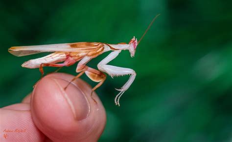 Hymenopus Coronatus Orchid Mantis Adult Male The Praying Mantis