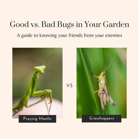 Good Vs Bad Bugs In Your Garden Dengarden