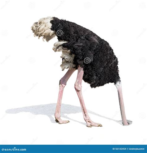 Ostrich With Head In Sand Cartoon Vector 31870771