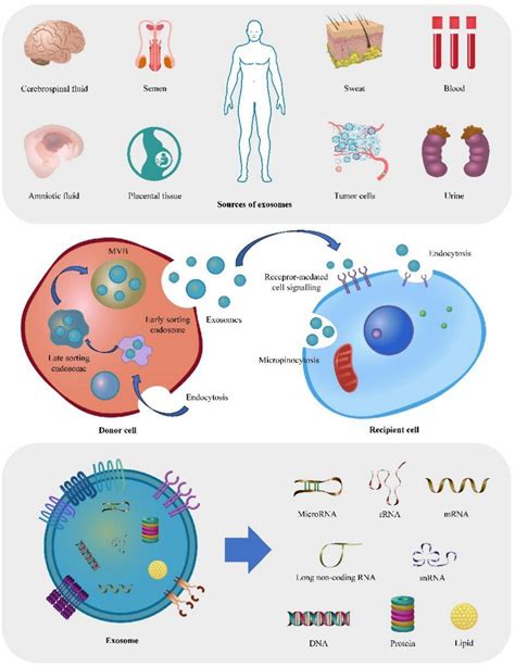 Frontiers Exosomal MicroRNAs Implications In The Pathogenesis And Clinical Applications Of