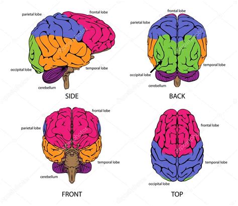 Brain Anterior View