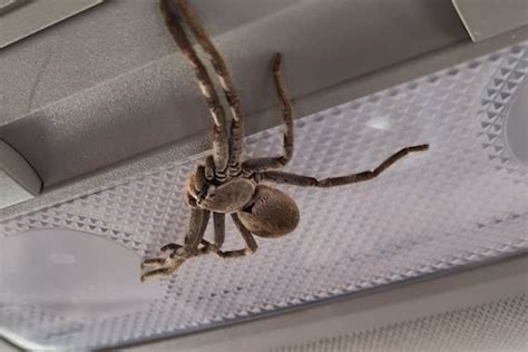 Giant Huntsman Spider Crawled Inside Australian Womans Car Picture