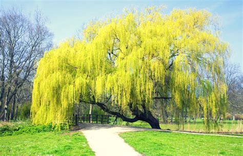 30 Of The Most Beautiful Trees In The World Weeping Birch Weeping